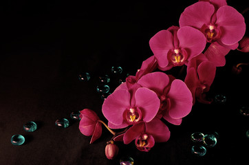 Orchid Phalaenopsis Vivaldi magenta