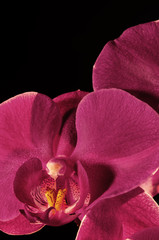 Orchid Phalaenopsis Vivaldi magenta