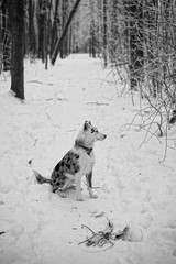 Texas Heeler siting on the trail waiting