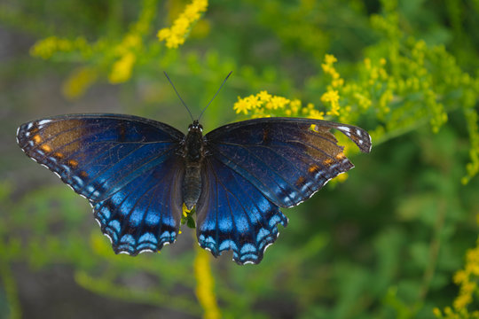 Red Spotted Purple Butterfly