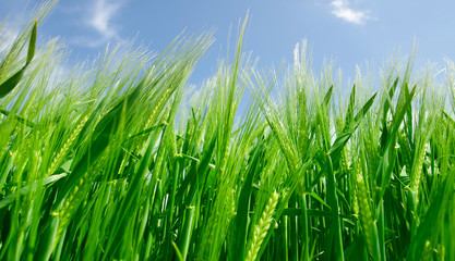 green wheat field