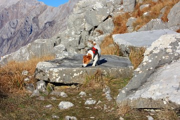 brown and white russel jack puppy left free to run, have fun and play in the nature on the mountains.