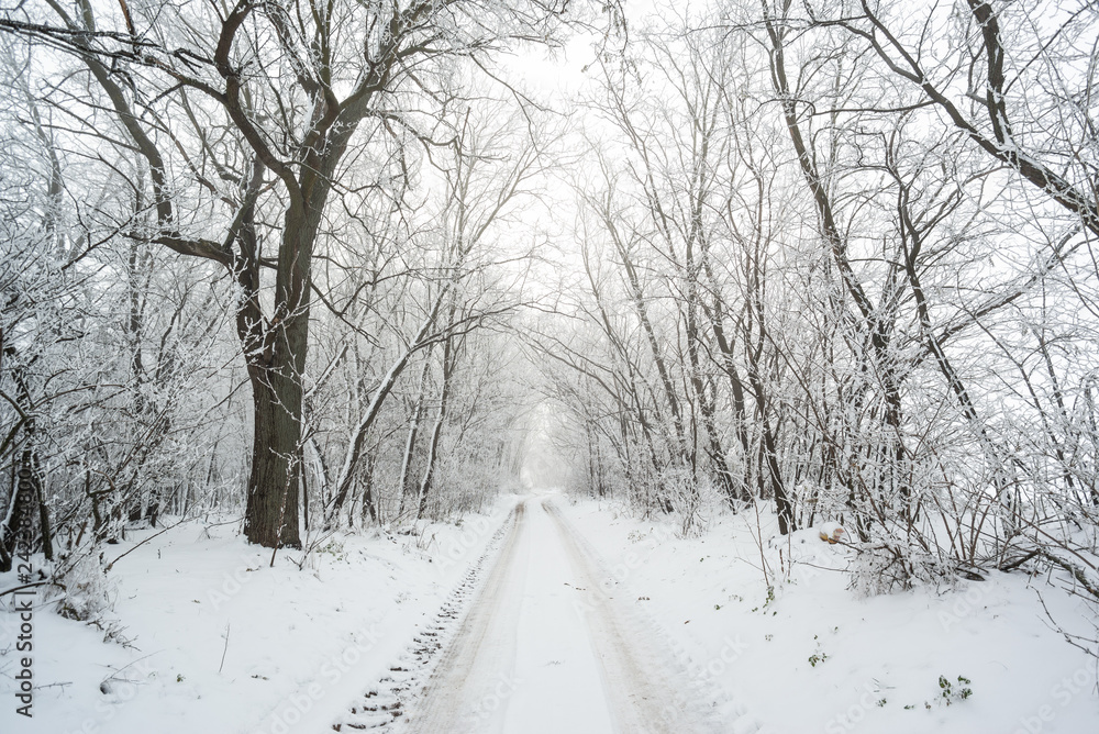 Canvas Prints Road in snowy winter forest this is fairytale scene