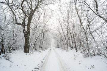 Road in snowy winter forest this is fairytale scene