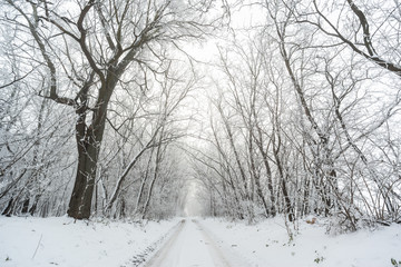 Road in snowy winter forest this is fairytale scene