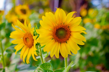 Sunflower natural background, Sunflower blooming, Sunflower oil improves skin health and promote...