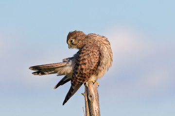 Young kestrel stretching on a fence post