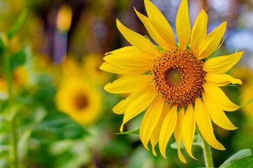 Fototapeta premium Sunflower natural background, Sunflower blooming, Sunflower oil improves skin health and promote cell regeneration, Thailand