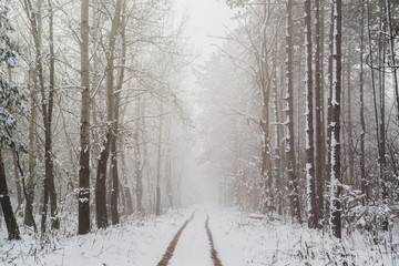 Road in snowy winter forest this is fairytale scene