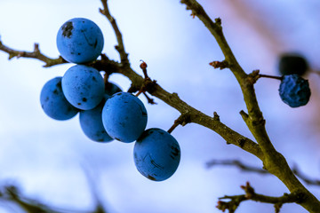 Blackthorn with blue-black fruits on the tree in the autumn colors in garden with nice sky and ice,...