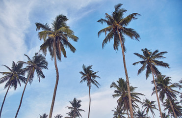 Fototapeta na wymiar Palm trees on beach. Beach in Sri Lanka. Indian ocean. Sunset