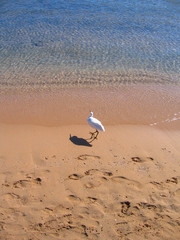 Fototapeta na wymiar Heron runs along the sandy shore of the red sea