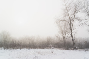 Trees in the fog winter field
