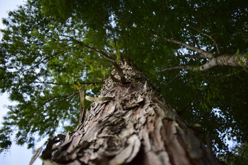 forest