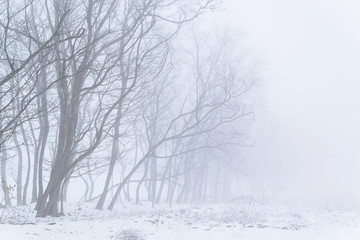 Trees in the fog winter field