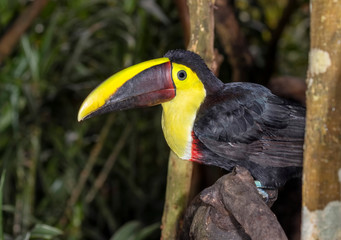 Obraz premium Yellow-throated toucan (Ramphastos ambiguus), portrait in the rain forest, Alajuela, Costa Rica.