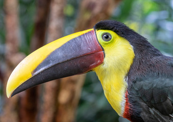 Yellow-throated toucan (Ramphastos ambiguus), portrait in the rain forest, Alajuela, Costa Rica.