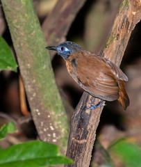 Chestnut backed antbird (Poliocrania exsul) looking for insects on the ground of rain forest, Manuel Antonio National Park, Puntarenas, Costa Rica