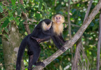 White-headed capuchin (Cebus imitator), female with baby on the back, on a tree branch, Manuel Antonio National Park, Puntarenas, Costa Rica