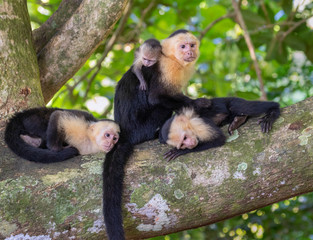 White-headed capuchin (Cebus imitator) family, female with three young, grooming on a tree branch,...