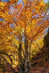 Fototapeta na wymiar Tree in autumn colors, The Sulov Rocks National Nature Reserve, Slovakia, Europe.