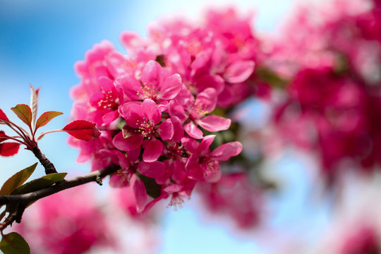 Różowe kwiaty wiśni na gałęzi na tle niebieskiego nieba © Artur