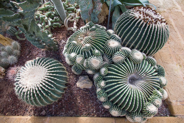 Cactus