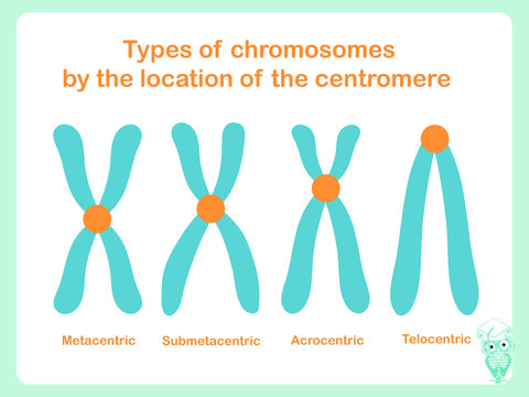 Chromosome type of according position of centromere: metacentric, submetacentric, acrocentric, telocentric. Stock vector illustration design element for education, for healthcare, for medicine