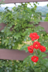 red flowers in the garden