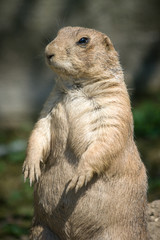 The European ground squirrel (Spermophilus citellus), also known as the European souslik.