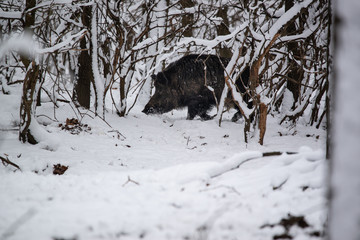 Big Boar Sus Scrofa in the winter snowy forest
