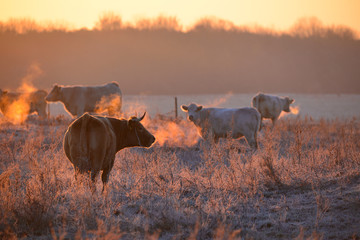 Group of cows on morning pasture in soft warm backlight