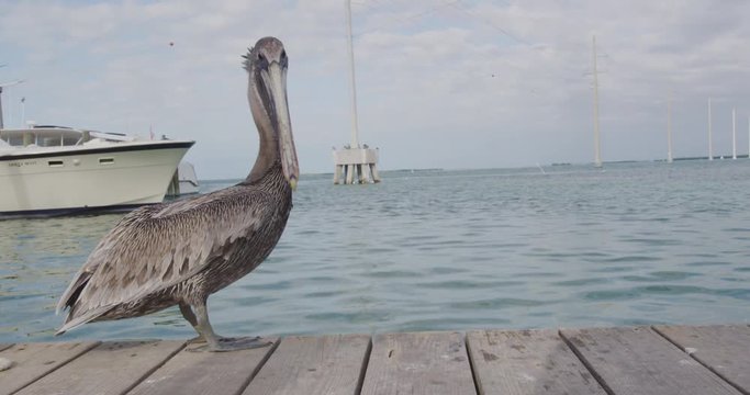 Pelican in Florida Keys USA. Animals in Florida.
