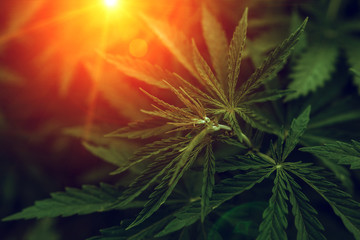  marijuana  background at sunset. bush cannabis.