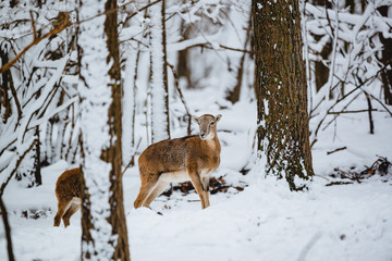 Female mouflon in winter forest