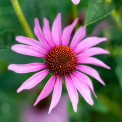 Obraz premium Echinacea 