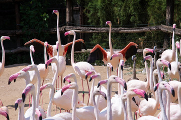 Naklejka premium flock of pink flamingo birds