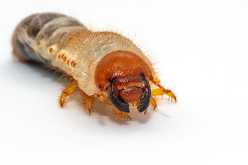 Image of grub worms, Coconut rhinoceros beetle (Oryctes rhinoceros), Larva on white background.
