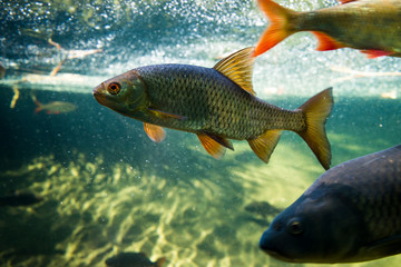 freshwater river underwater scene fish and sunlight 