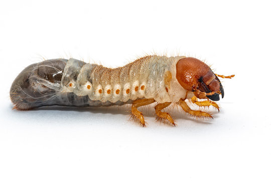 Image of grub worms, Coconut rhinoceros beetle (Oryctes rhinoceros), Larva on white background.