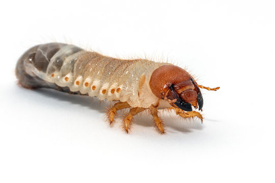 Image of grub worms, Coconut rhinoceros beetle (Oryctes rhinoceros), Larva on white background.