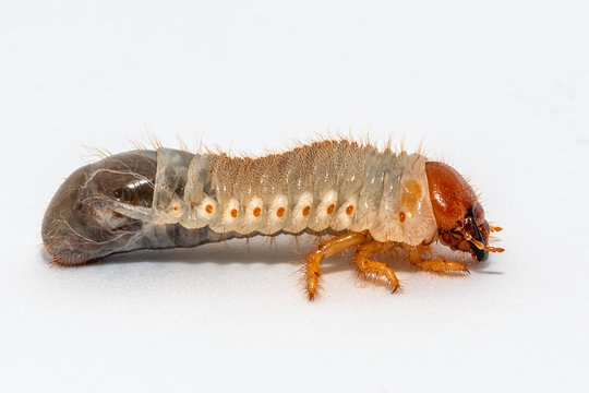 Image of grub worms, Coconut rhinoceros beetle (Oryctes rhinoceros), Larva on white background.