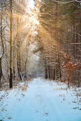 Road in winter forest and bright sunbeams
