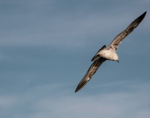 aerial evolution on the sea of a seagull