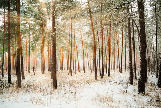 Dreamy Landscape with winter forest and bright sunbeams