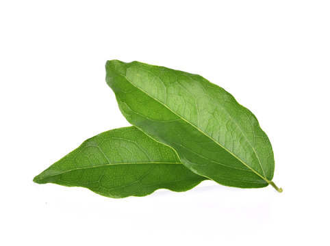  Yanang leaf isolated on white background