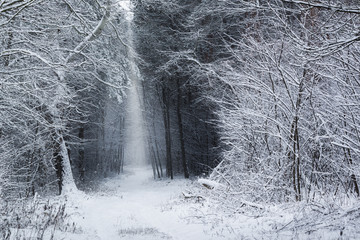 Path in the magical winterforest
