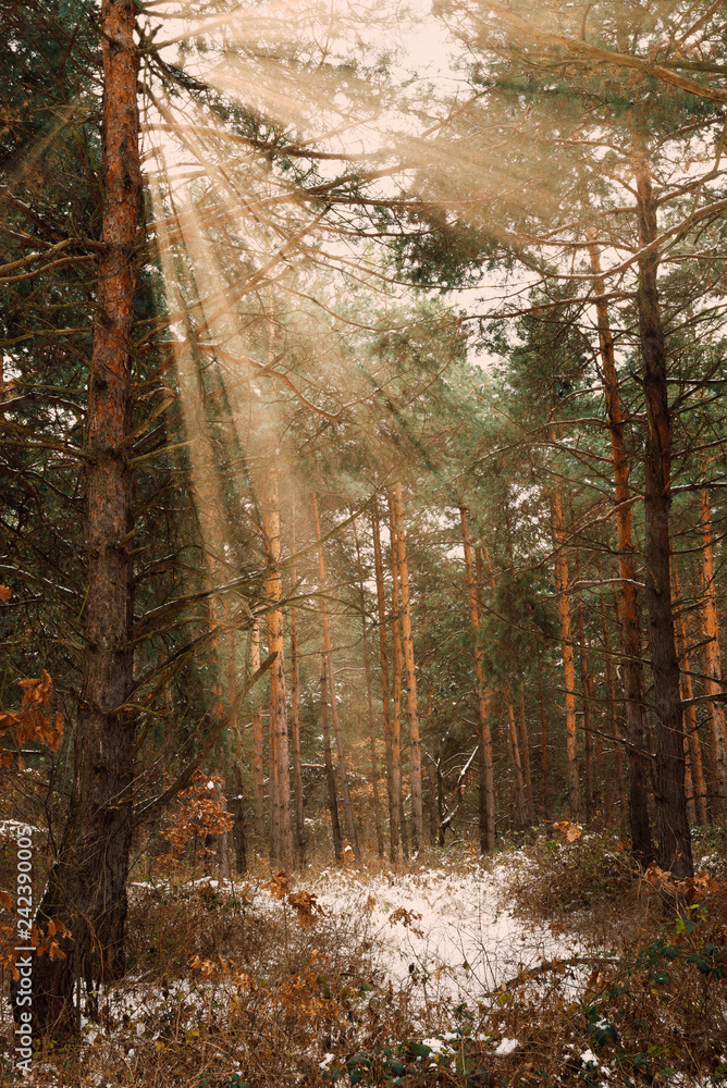 Sticker dreamy landscape with winter forest and bright sunbeams