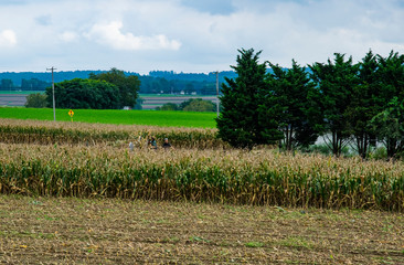 Obraz premium Corn Fields Waiting for Harvest
