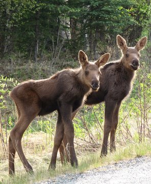 Alaskan Moose